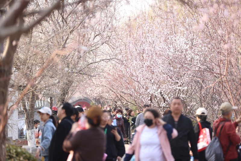 第33届天津运河桃花文化商贸旅游节启幕。天津市红桥区委宣传部供图