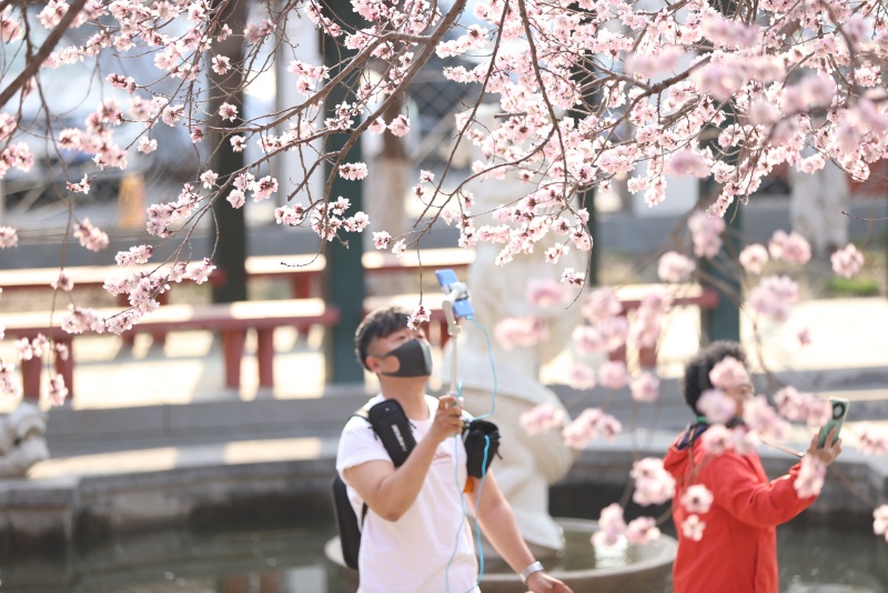 第33届天津运河桃花文化商贸旅游节启幕。天津市红桥区委宣传部供图