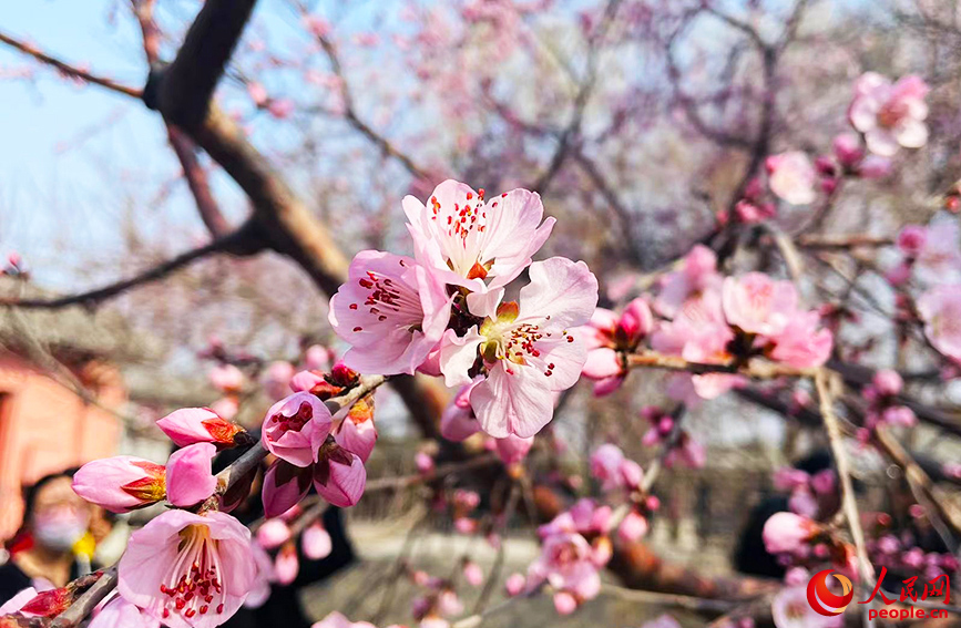 天津北运河畔桃花盛开。人民网记者 唐心怡摄