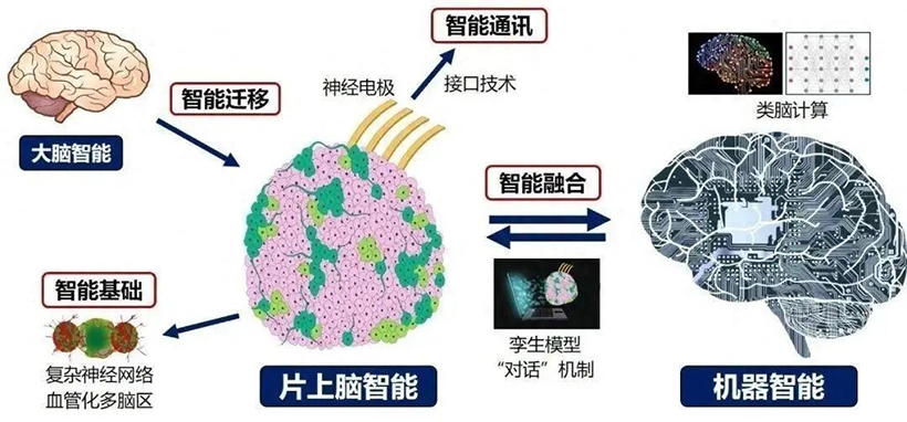 “片上脑—机接口”智能交互系统metaboc图示。图片源自天津大学